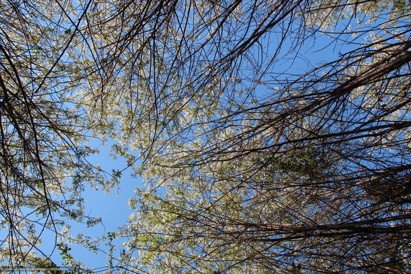White Blossoms on Branches — Blue