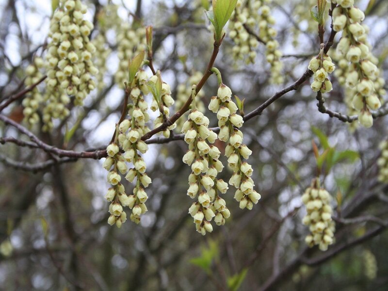 White Blossoms on Branches — Calm