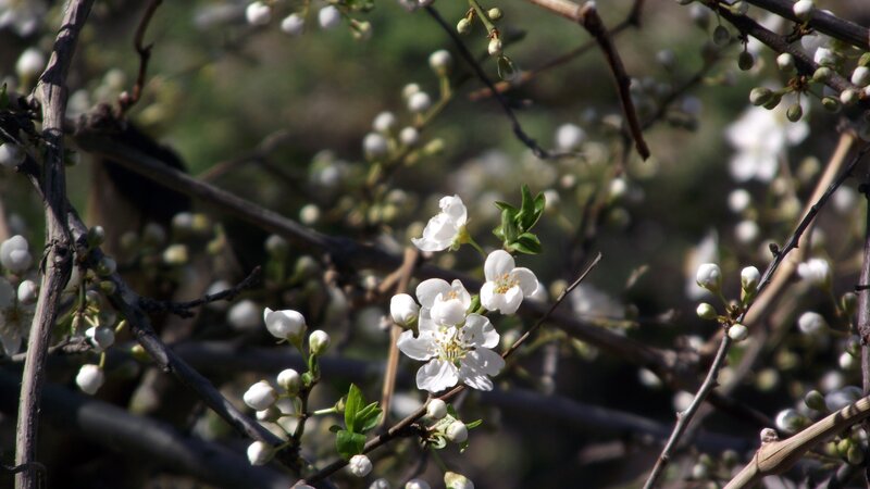 White Blossoms on Branches — Serene, Spring, Photograph, Buds