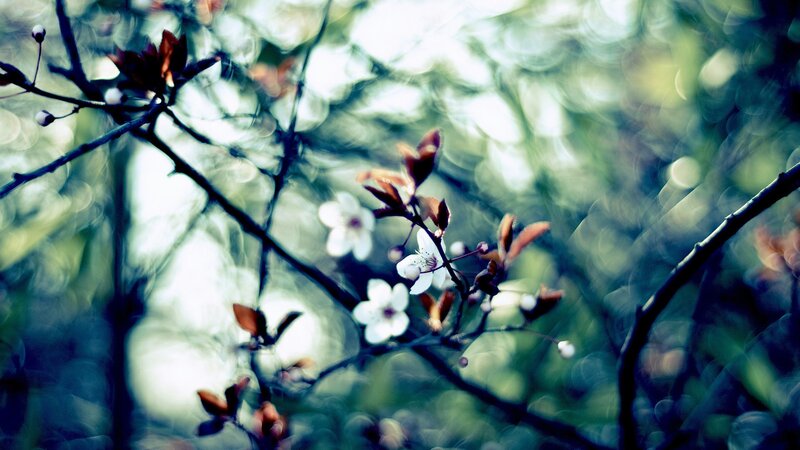 White Blossoms on Branches — Serene, Spring, Photograph, Leaves