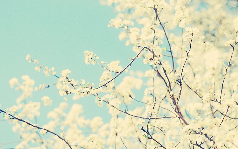 White Blossoms on Branches — Serene, Spring, Photograph, Sky, Blue