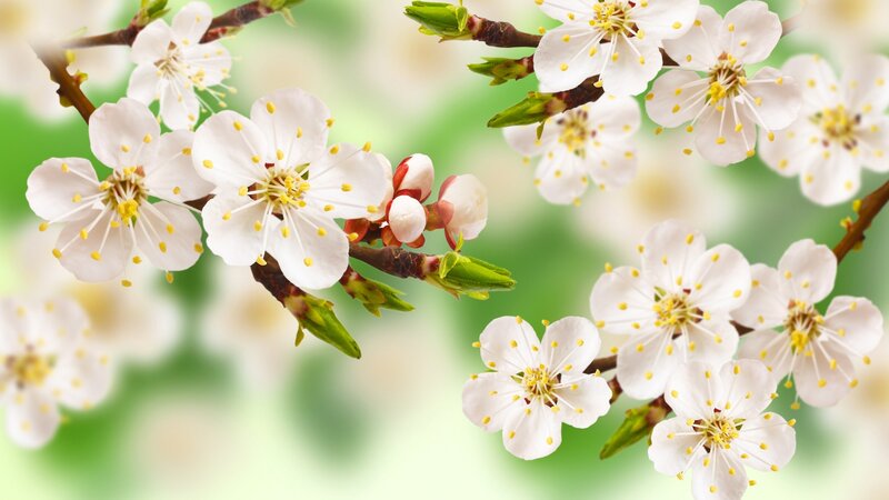 White Blossoms on Branches — Serene, Spring, Photograph