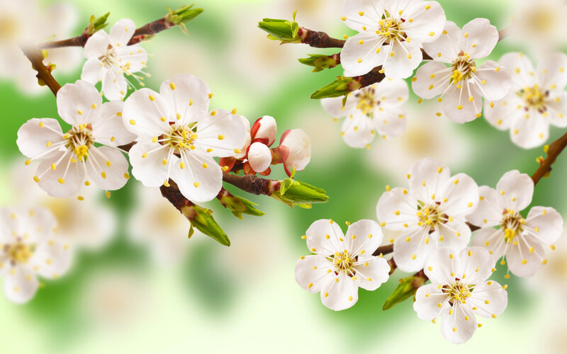 White Blossoms on Branches — Serene, Spring
