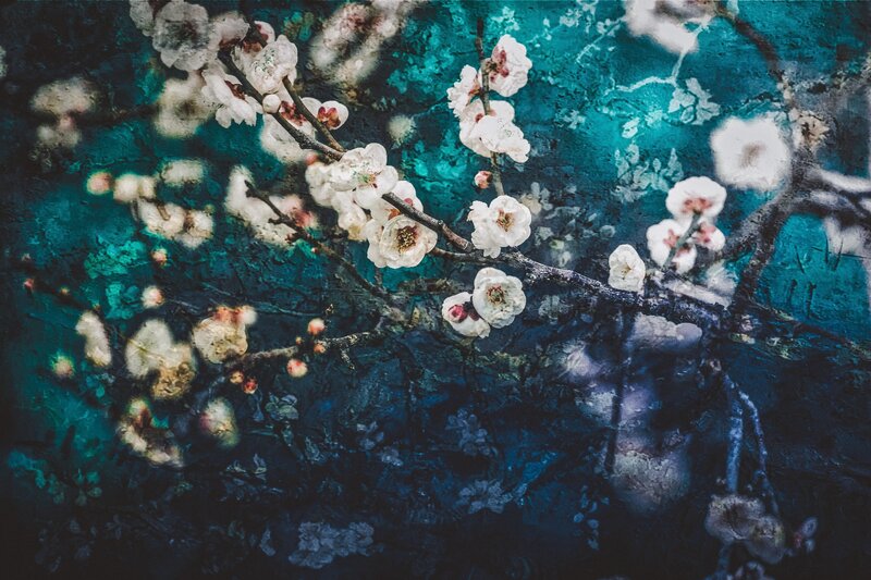White Blossoms on Branches — Teal