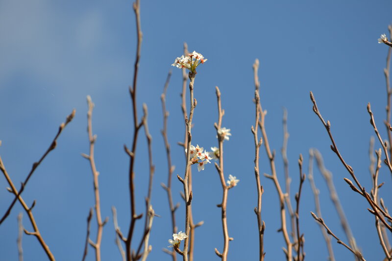 White Blossoms on Branches