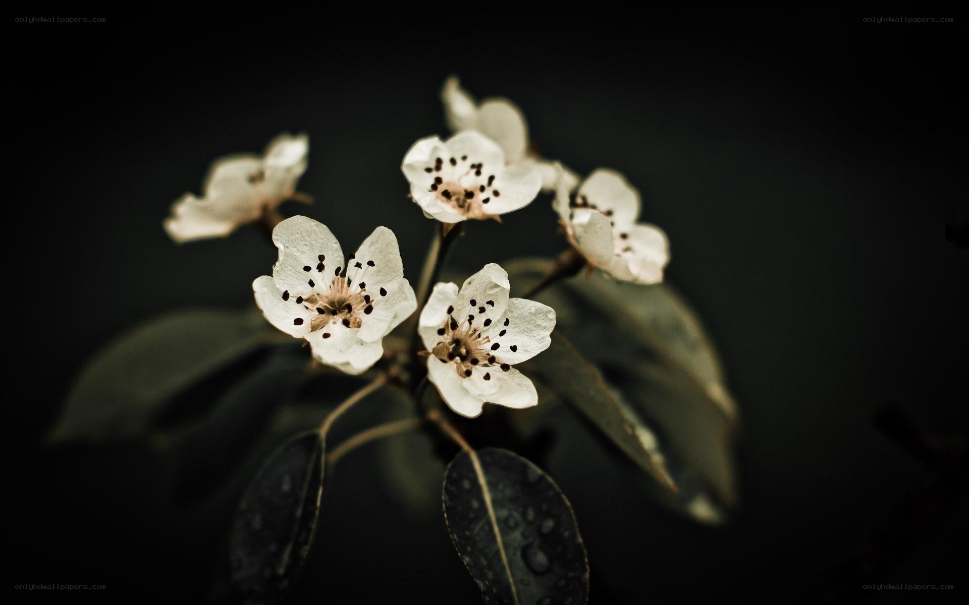 white blossoms on dark background