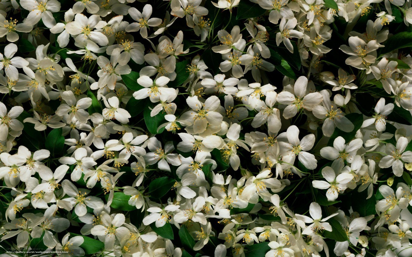 white blossoms on green leaves