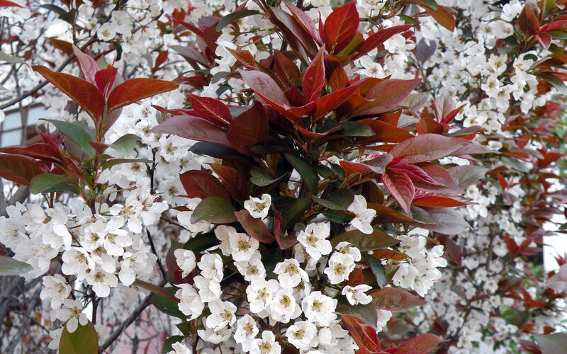 white blossoms on red-leafed tree
