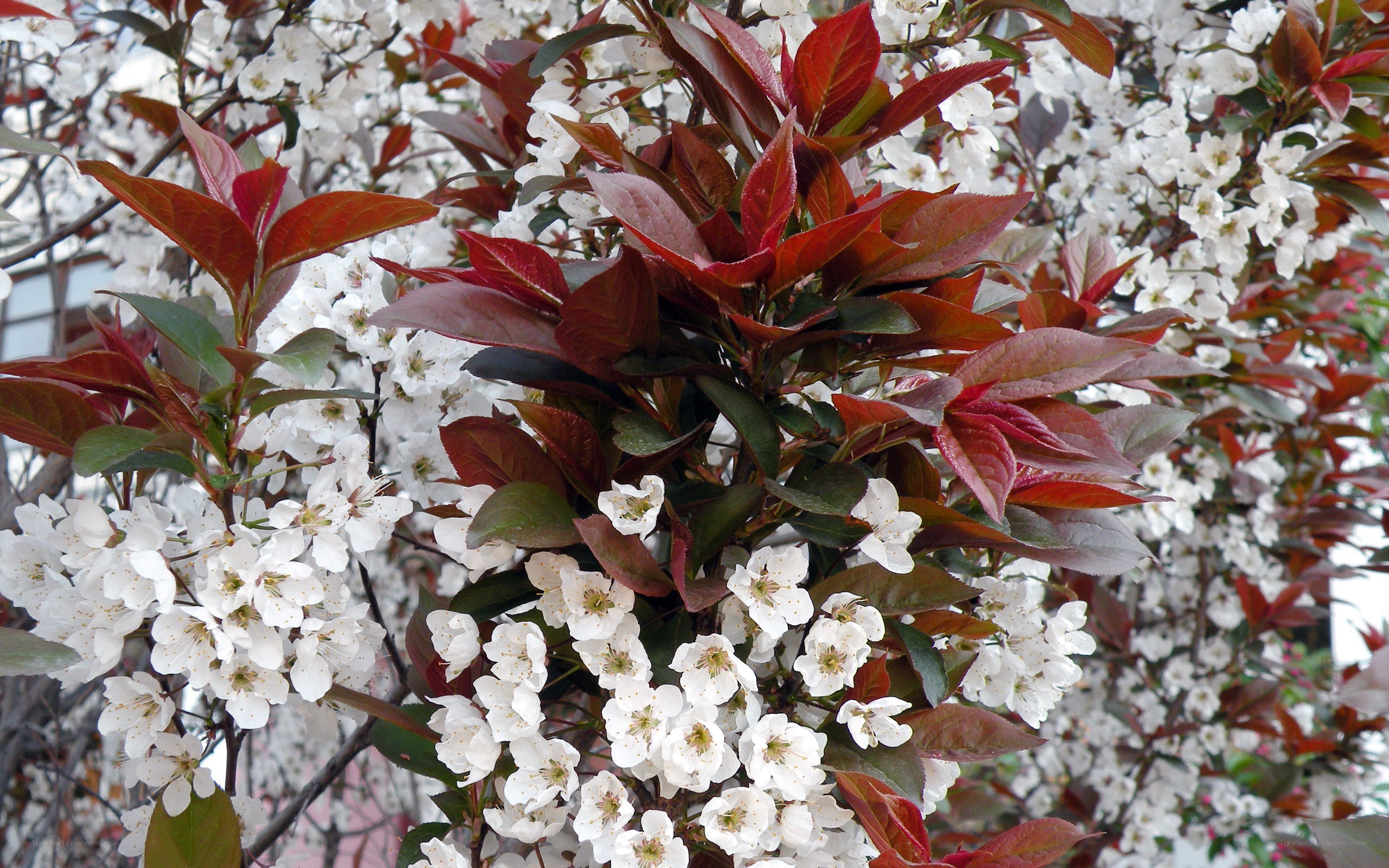 white blossoms on red-leafed tree