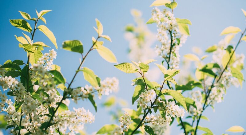 White Blossoms on Tree — Blue, Serene, Spring, Photograph