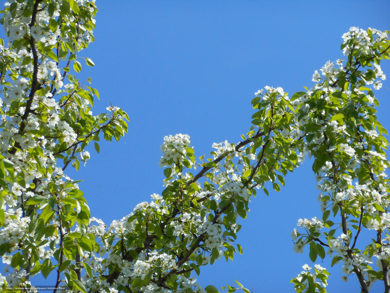 White Blossoms on Tree — Blue, Serene, Spring