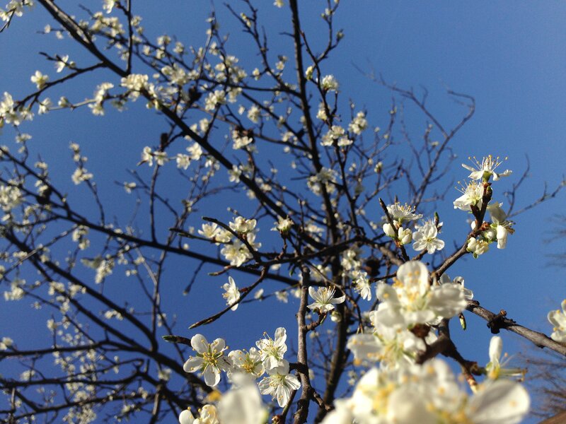 White Blossoms on Tree — Blue, Serene
