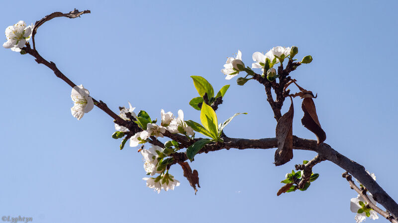 White Blossoms on Tree Branch — Blue, Serene, Spring, Photograph, Flowers, Leaves