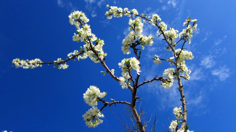 White Blossoms on Tree Branch — Blue, Serene, Spring, Photograph