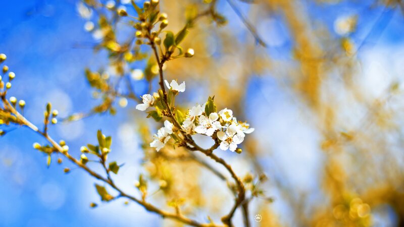 White Blossoms on Tree Branch — Blue, Serene, Spring, Photograph, Tree Branches