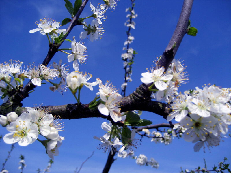 White Blossoms on Tree Branch — Blue, Serene, Spring