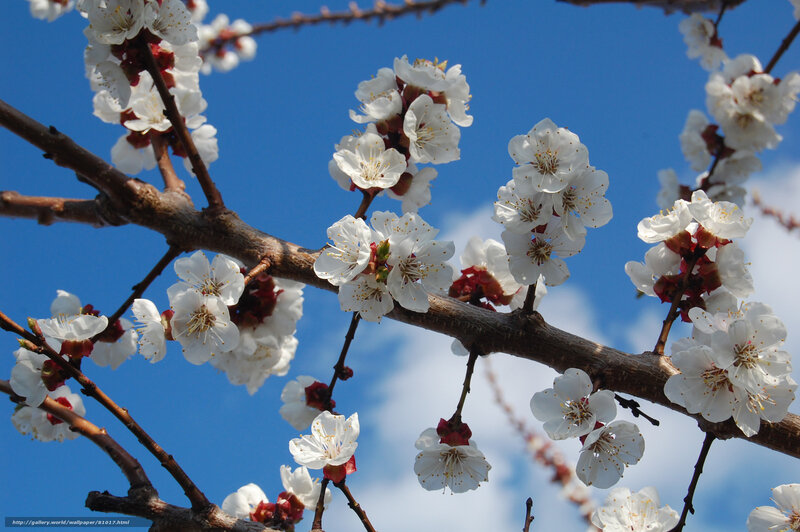 White Blossoms on Tree Branch — Blue, Serene