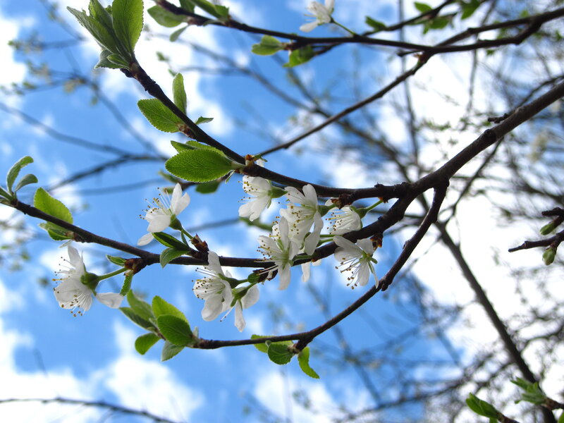 White Blossoms on Tree Branch — Blue