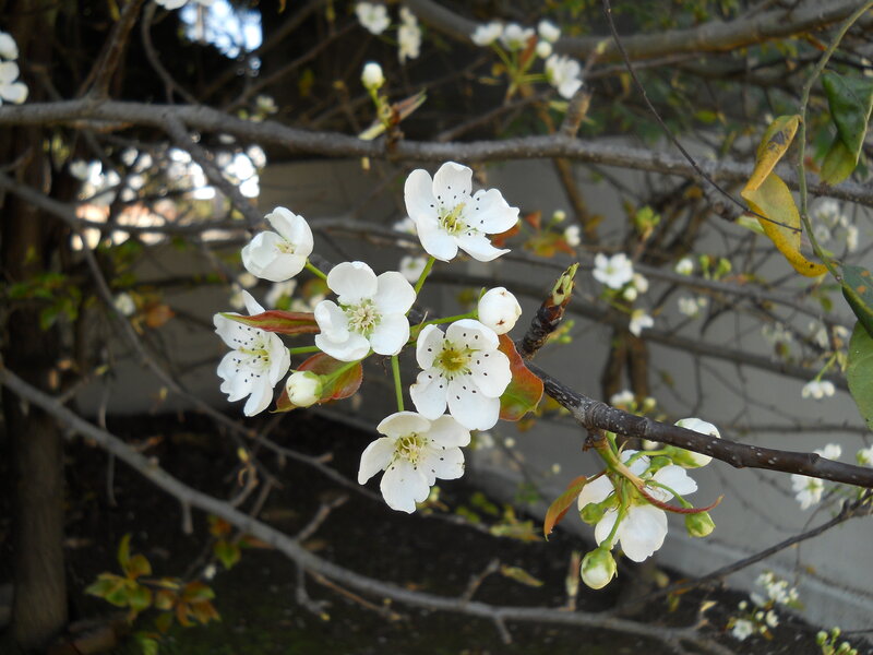 White Blossoms on Tree Branch — Calm, Spring, Photograph