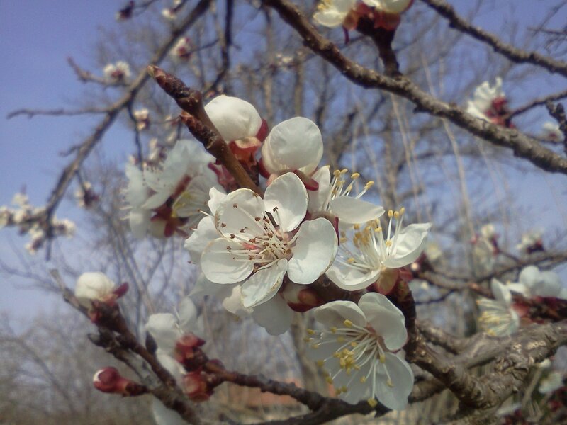 White Blossoms on Tree Branch — Calm, Spring, Photograph, Tree Branches