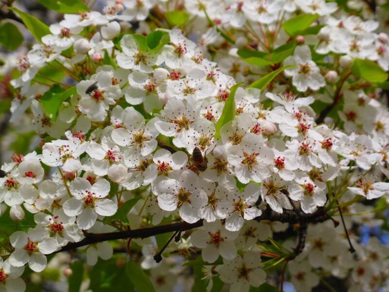 White Blossoms on Tree Branch — Calm, Spring