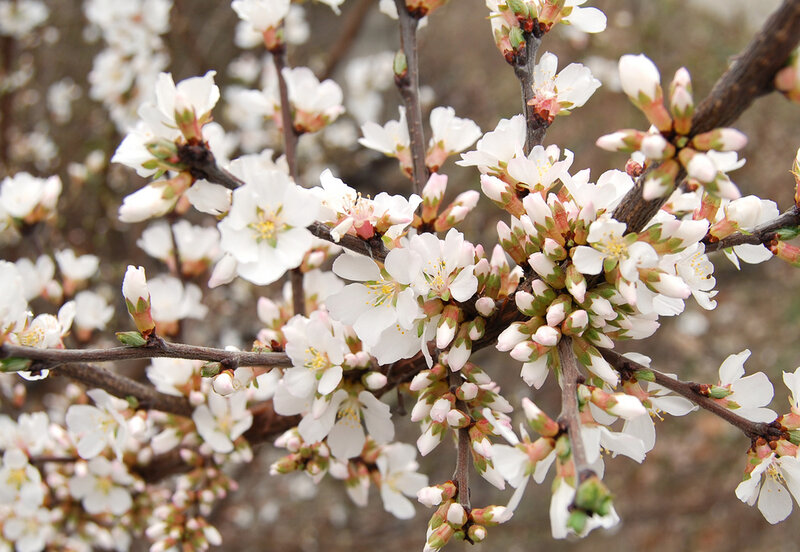 White Blossoms on Tree Branch — Calm