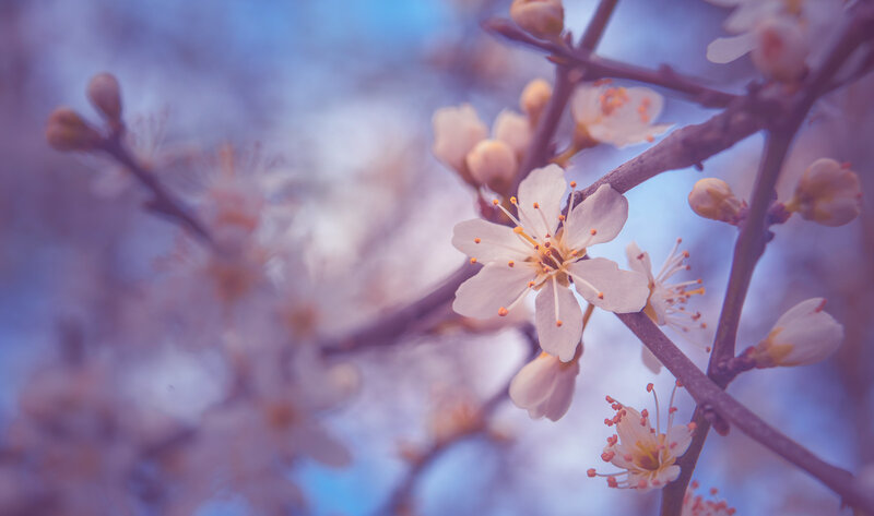 White Blossoms on Tree Branch — Purple