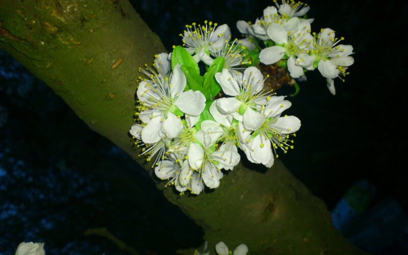 White Blossoms on Tree Branch — Serene, Night, Photograph