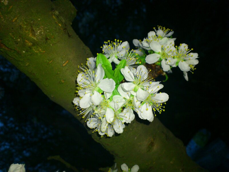 White Blossoms on Tree Branch — Serene, Night