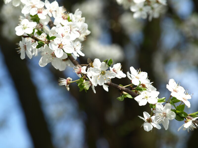 White Blossoms on Tree Branch — Serene, Spring, Photograph, Bee