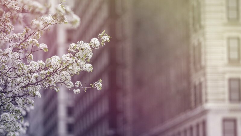 White Blossoms on Tree Branch — Serene, Spring, Photograph, Building
