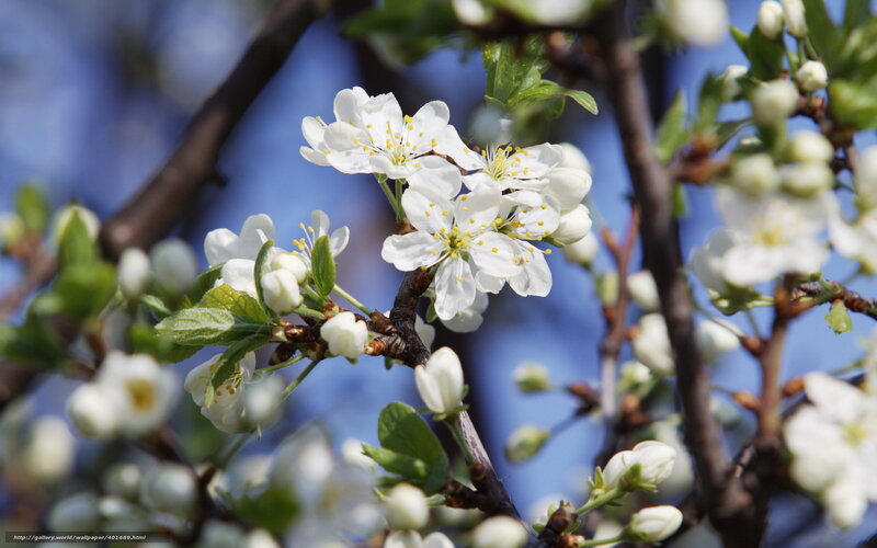 White Blossoms on Tree Branch — Serene, Spring, Photograph, Flowers, Branches, Leaves, Sky