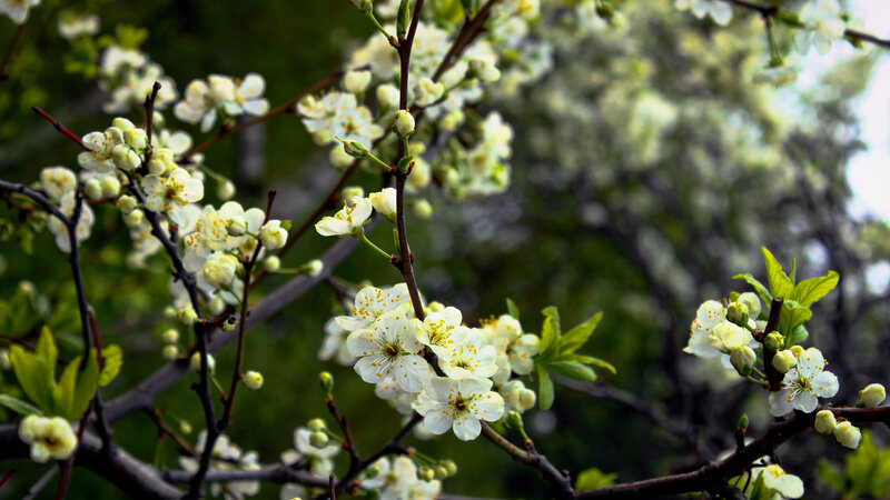 White Blossoms on Tree Branch — Serene, Spring, Photograph, Flowers, Branches