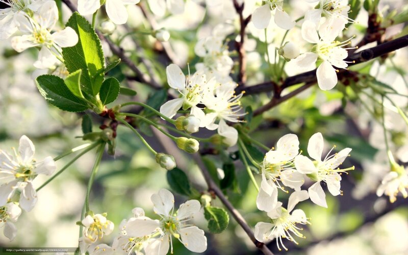White Blossoms on Tree Branch — Serene, Spring, Photograph, Flowers, Leaves, Buds