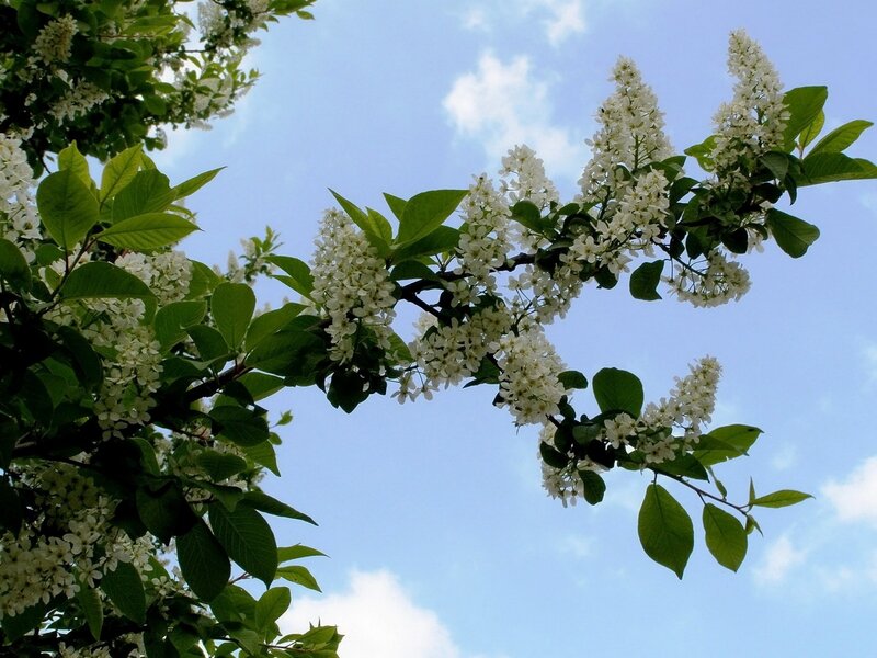 White Blossoms on Tree Branch — Serene, Spring, Photograph, Green Leaves, Blue Sky