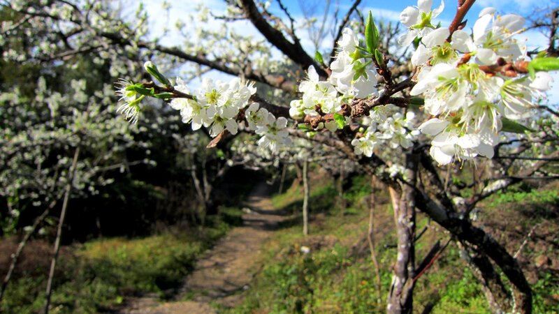 White Blossoms on Tree Branch — Serene, Spring, Photograph, Path