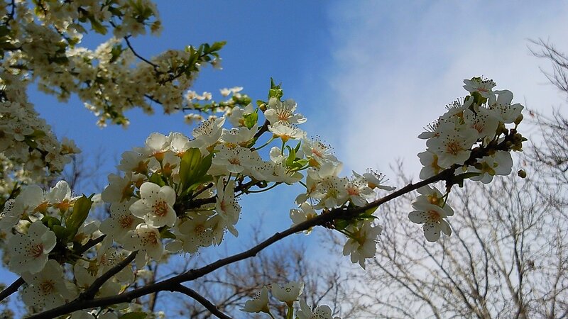 White Blossoms on Tree Branch — Serene, Spring, Photograph, Sky, Leaves