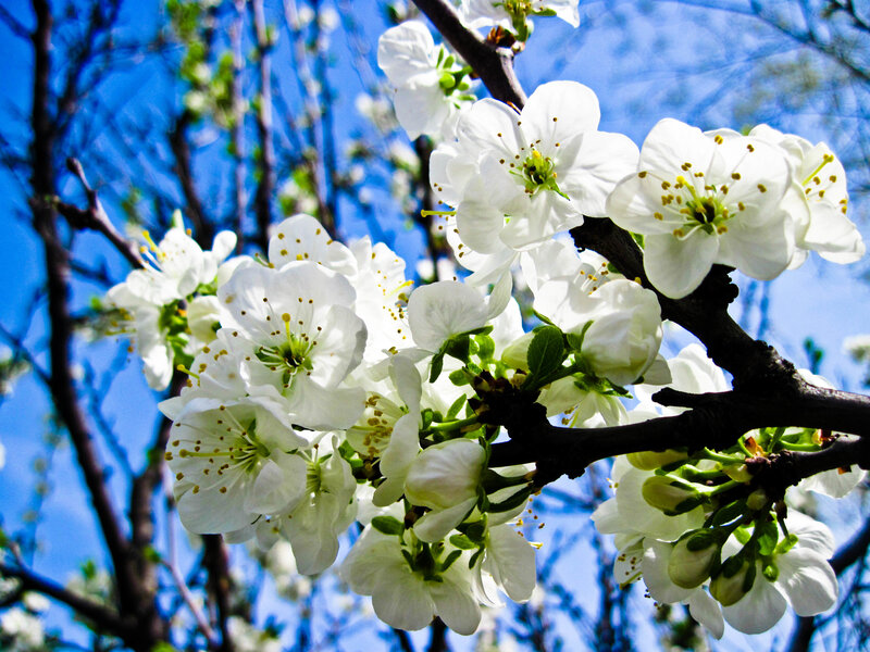 White Blossoms on Tree Branch — Serene, Spring, Photograph, Sky