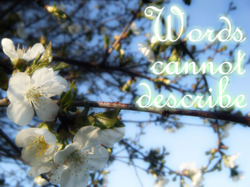 White Blossoms on Tree Branch — Serene, Spring, Photograph
