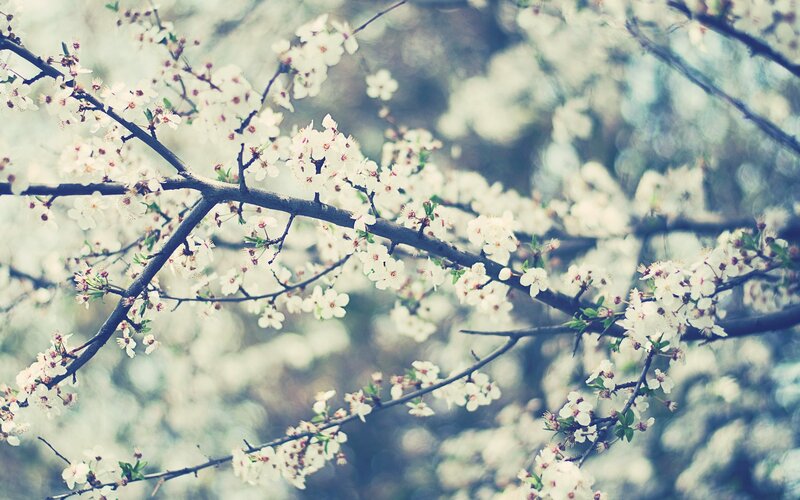 White Blossoms on Tree Branch — Serene, Spring, Photograph, Tree Branch, Flowers, Leaves, Green