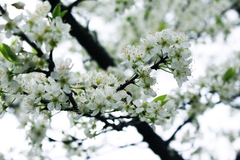White Blossoms on Tree Branch — Serene, Spring, Photograph, Tree Branch, Flowers, Leaves