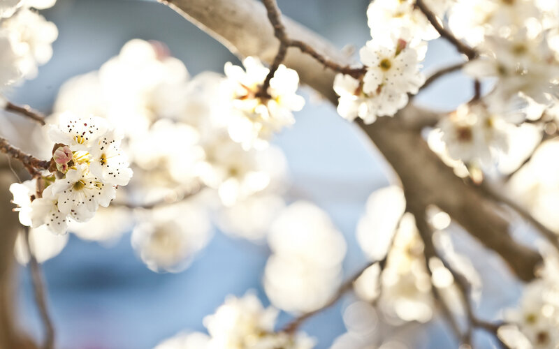 White Blossoms on Tree Branch — Serene, Spring, Photograph, Tree Branch