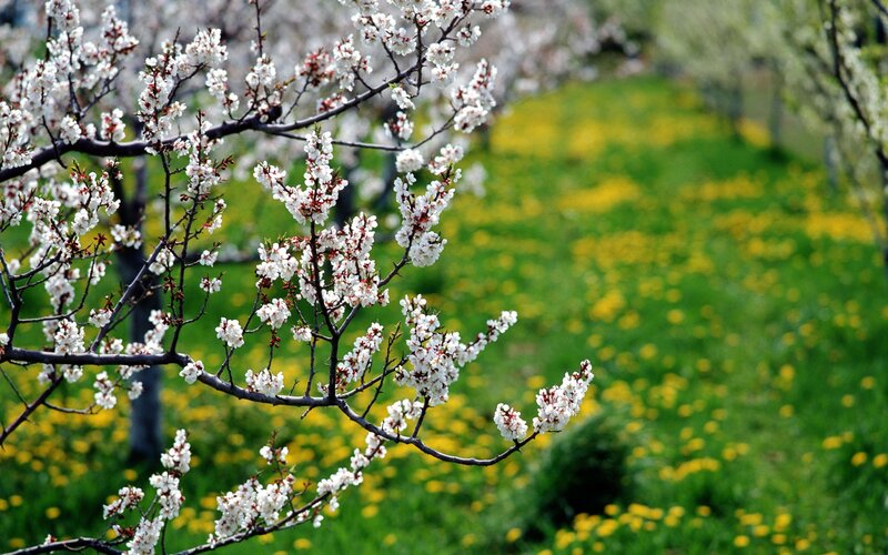 White Blossoms on Tree Branch — Serene, Spring, Photograph, Tree Branches, Green Grass, Yellow Flowers