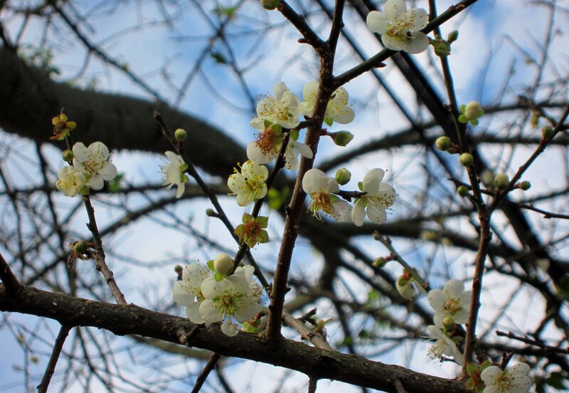 White Blossoms on Tree Branch — Serene, Spring, Photograph, Tree Branches