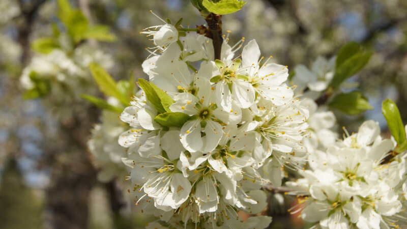 White Blossoms on Tree Branch — Serene, Spring