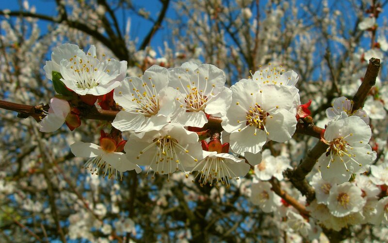 White Blossoms on Tree Branch — Serene