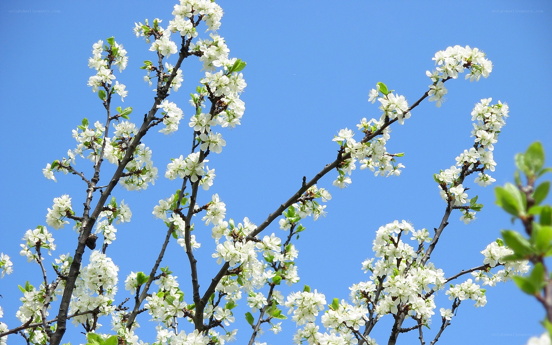 White blossoms on tree branches