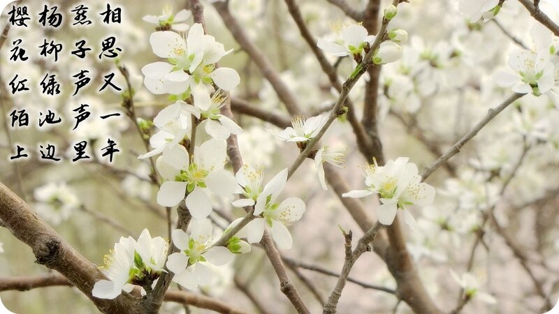 White blossoms on tree branches