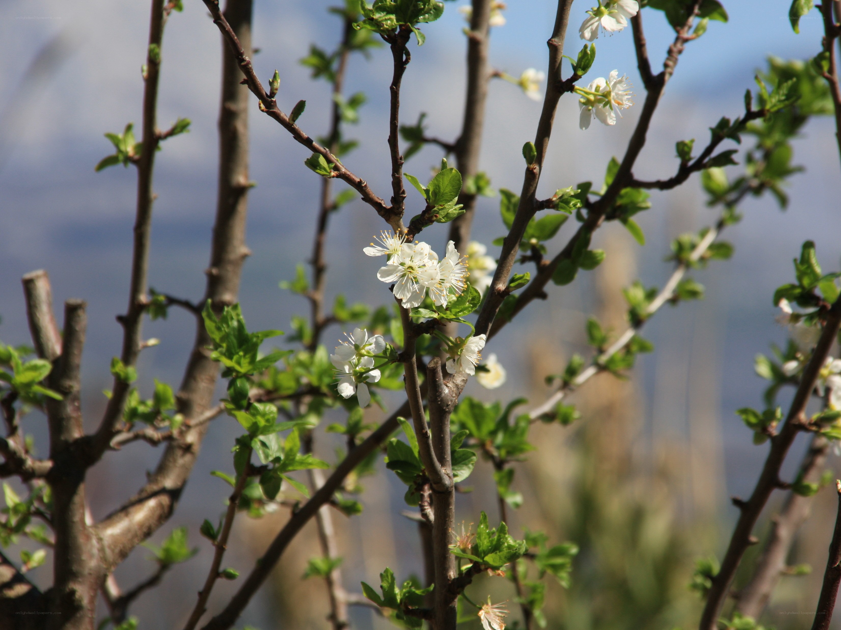 White blossoms on tree branches