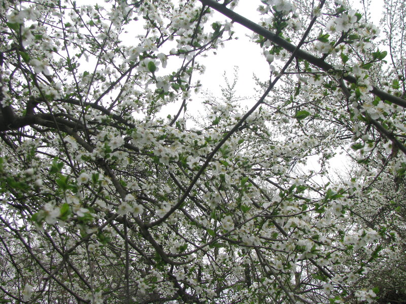 White blossoms on tree branches